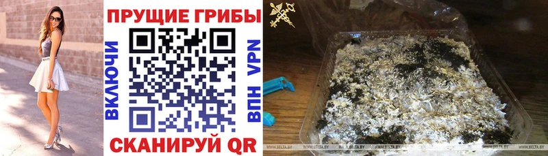 Псилоцибиновые грибы мицелий  Нерюнгри 